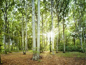 Tree Surgeon in Norwich and Norfolk - G.M.Smith Tree Services feel free to Contact Us